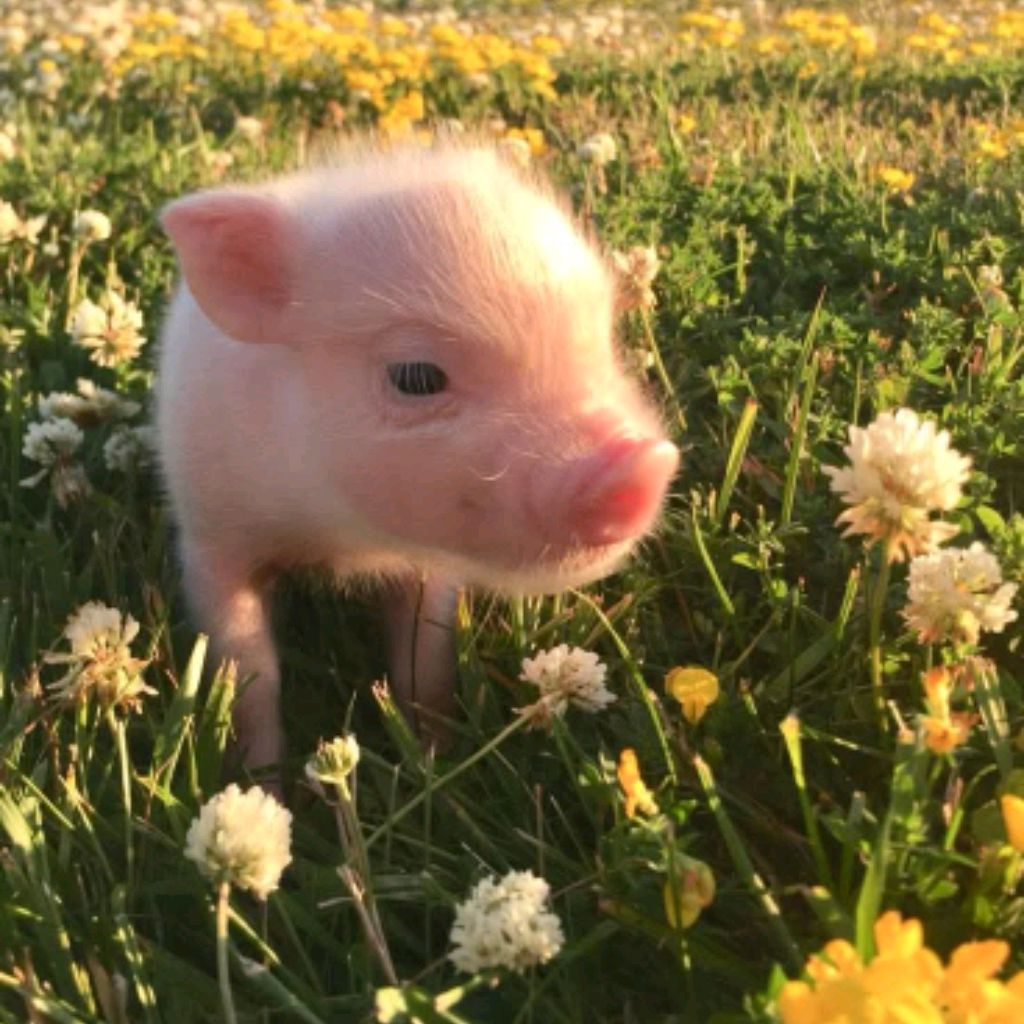 Иконка канала 🍼Reborn_ pig🐷