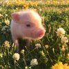 Иконка канала 🍼Reborn_ pig🐷