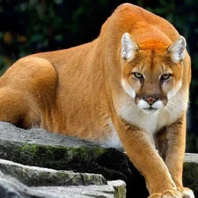 Иконка канала ❤️❤️Sofia The Flaming Cougar🧡🧡