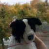 Иконка канала 🐾🌕Лунная Essa🌕🐾
