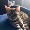 Иконка канала Love Cats