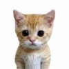Иконка канала Котятки поясняют