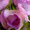 Иконка канала 🌺🌿🍓Дом глоксиний и орхидей🥀🌺🌹🌸