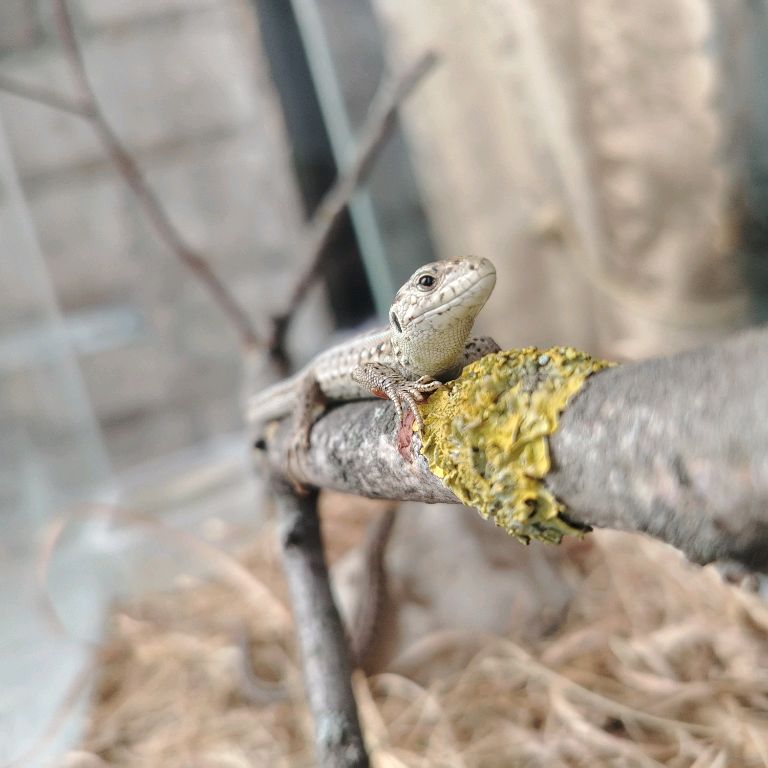 Иконка канала Lizard_REPTILEUM_Lizard