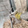 Иконка канала Lizard_REPTILEUM_Lizard