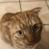 Иконка канала Злата Котик