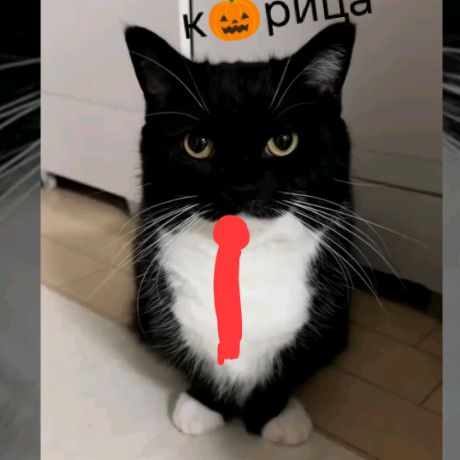 Иконка канала 🫂 Кот98 🐱