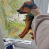 Иконка канала Рекс Дог
