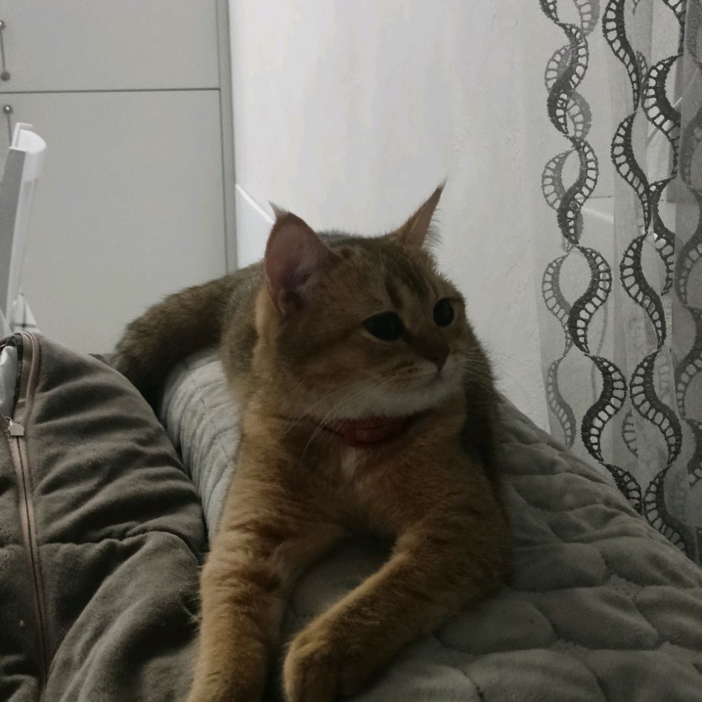 Иконка канала Рыжая Котейка