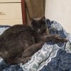 Иконка канала фанат мурлика (1 подписка 13 лайков)