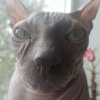 Иконка канала СФИНКС