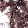 Иконка канала 𝙺𝚘𝚜𝚑𝚒♡