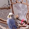 Иконка канала Говорящий Попугай Рома