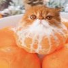 Иконка канала Zaichik
