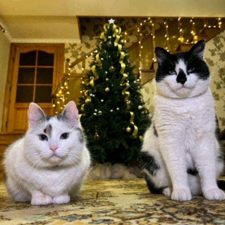 Иконка канала Лапки в деле 😼