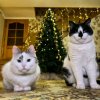 Иконка канала Лапки в деле 😼