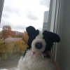 Иконка канала 🦇🐾Вампирская Стая🐾🦇