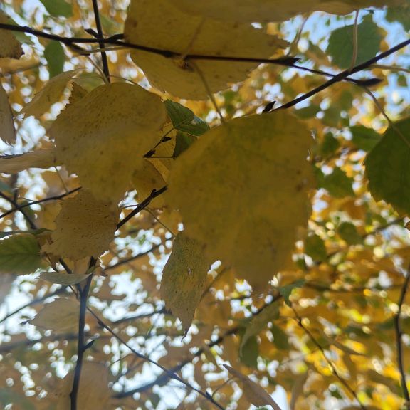 Иконка канала В Гостях у Светика 🧡🍁