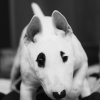 Иконка канала ZooGang