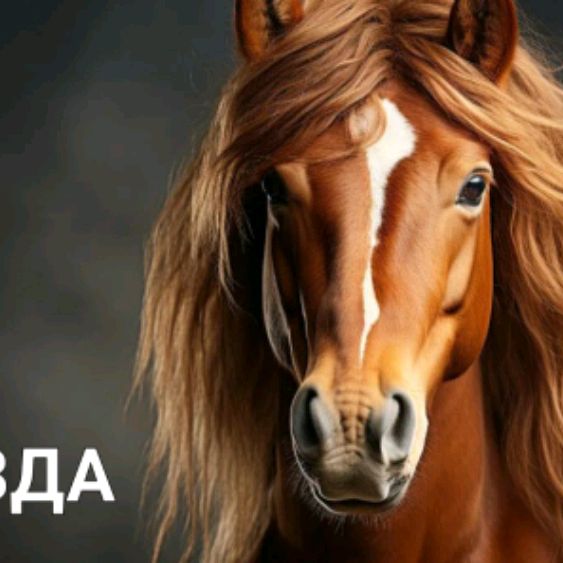 Иконка канала Новая Звезда