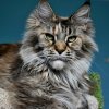 Иконка канала Мейн кун / Крым / Maine Coon / Crimea