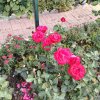 Иконка канала Дачная жизнь на Сосновой.
