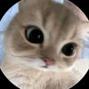 Иконка канала Котов