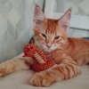 Иконка канала Золати123