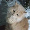 Иконка канала Огнезведа