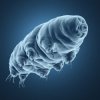 Иконка канала Tardigrada.ai