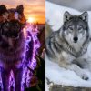 Иконка канала Граночка И Буран❤🧡👑🐺🔥❄