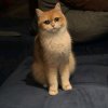 Иконка канала Качельки ТВ
