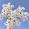 Иконка канала Safia800587693