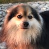 Иконка канала Alex_Abramov Live