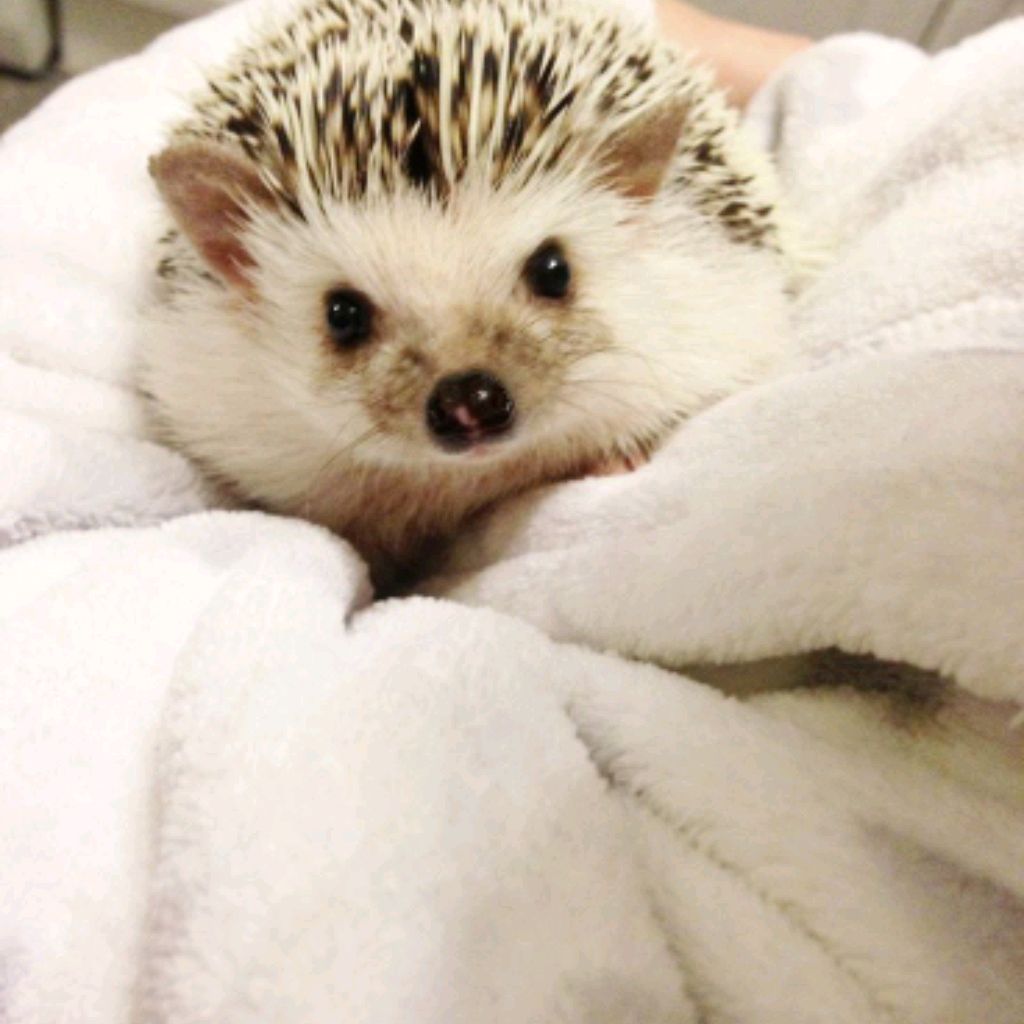 Иконка канала ❤🦔Ëжик_Store🦔 ❤