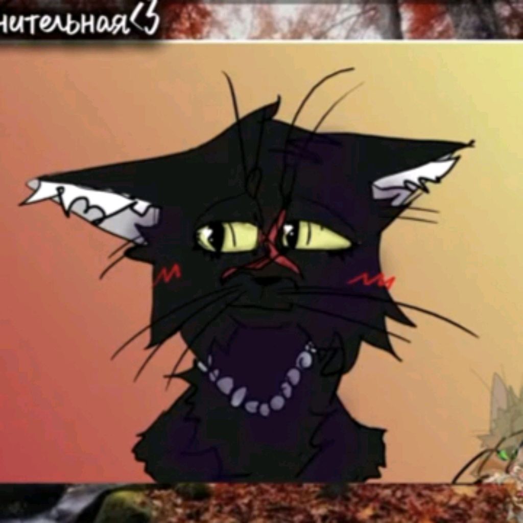 Иконка канала —[🐈⬛] Чᥱρⲏᥲя ⲿᥱⲙɥ𐔤ⲿυⲏᥲ.