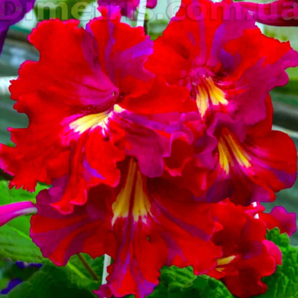 Иконка канала 🌺🌿🍓Дом глоксиний и орхидей🥀🌺🌹🌸