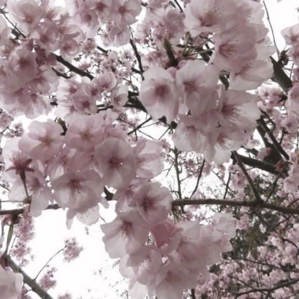 Иконка канала °💮^Ник0рu^💮°