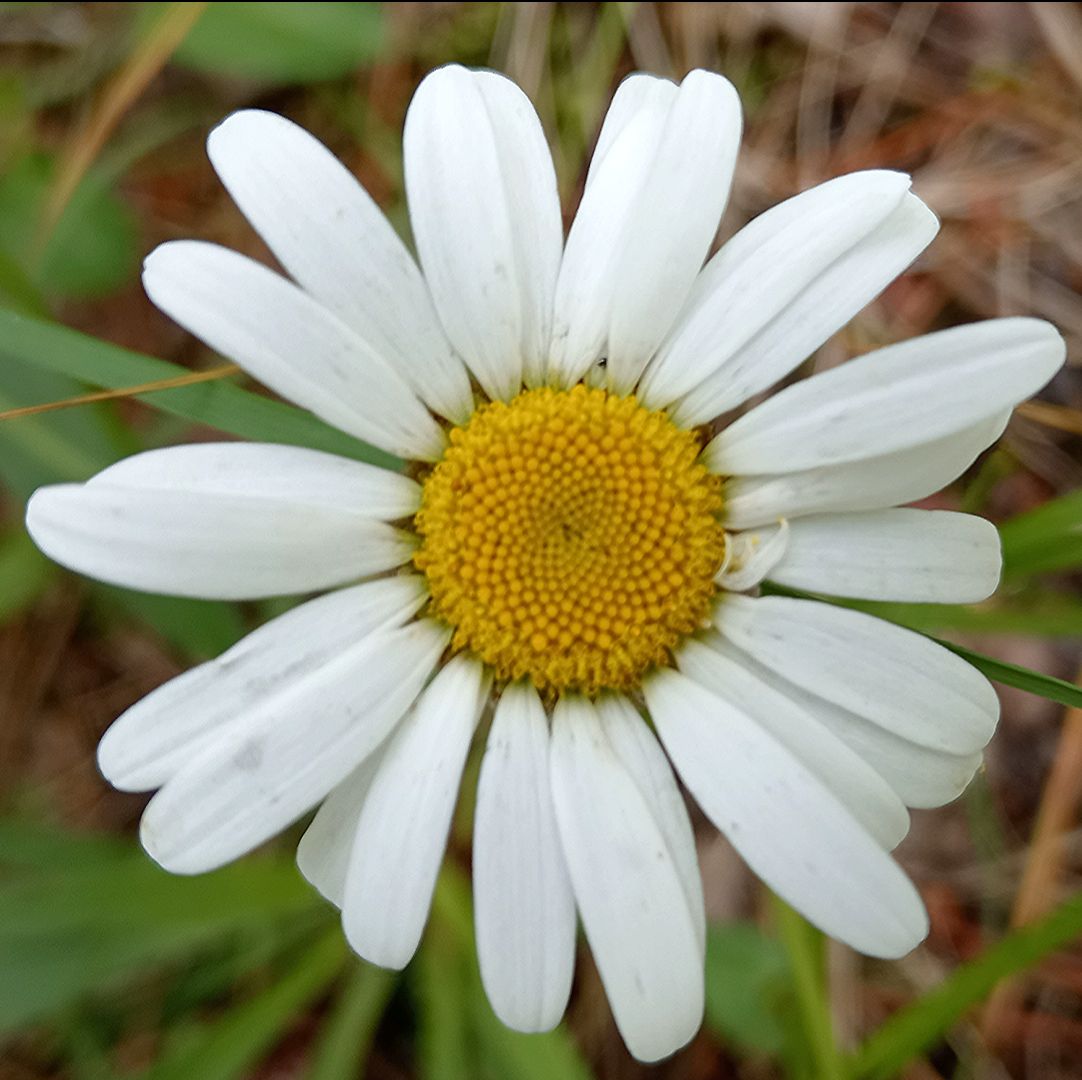Иконка канала 🐝ПЧЕЛОВОДСТВО И ПРИРОДА🌺