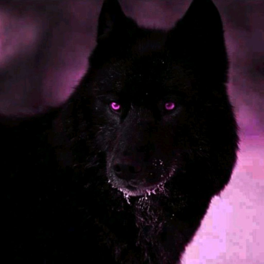 Иконка канала /🐺\\𝐌𝐢𝐬𝐜𝐡𝐚 𝐖𝐨𝐥𝐟//🐺\