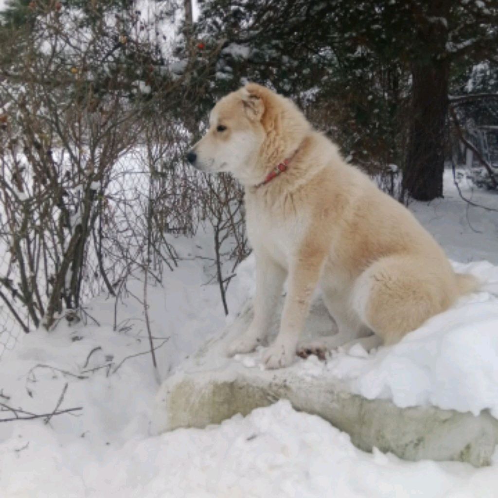 Аватар