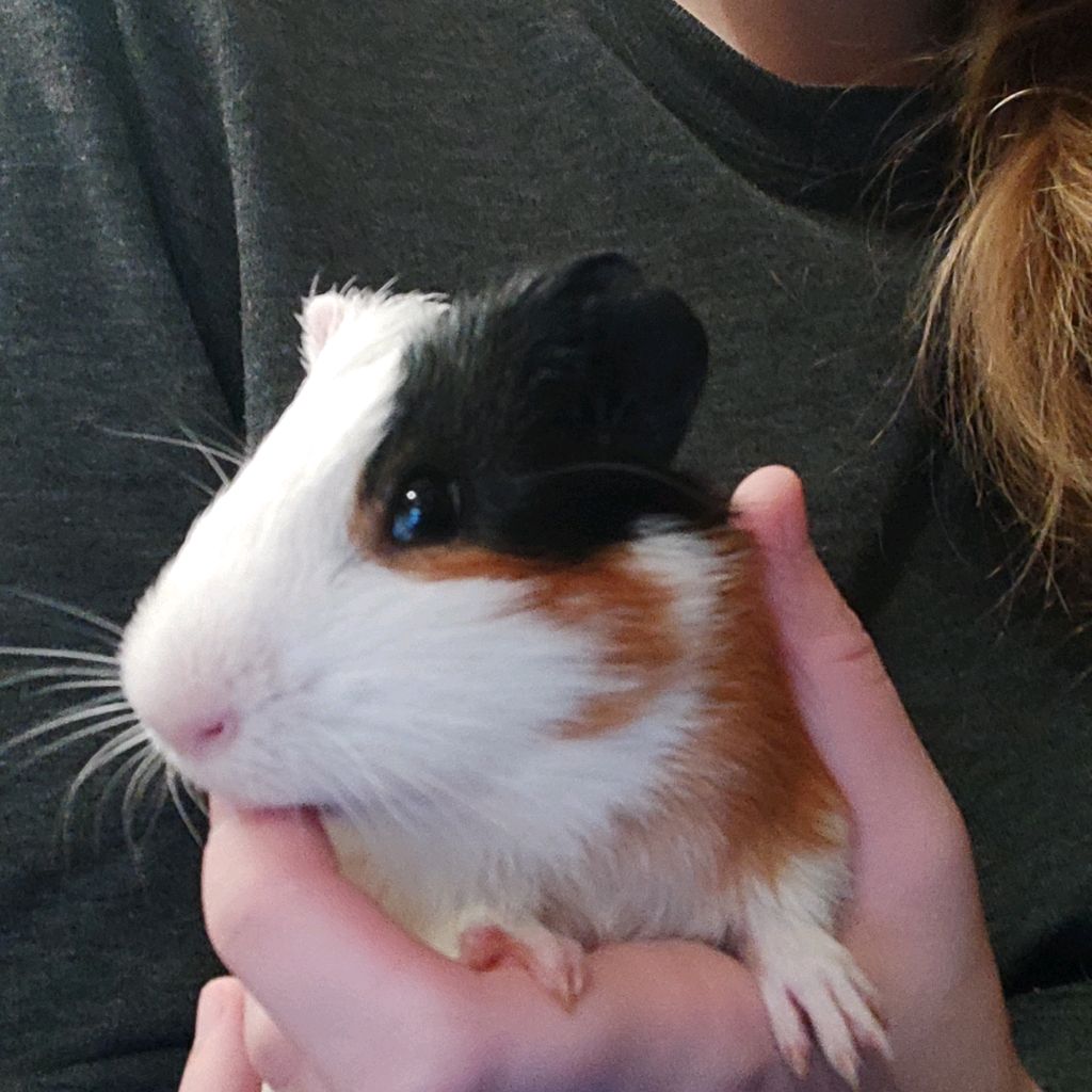 Иконка канала Свинка