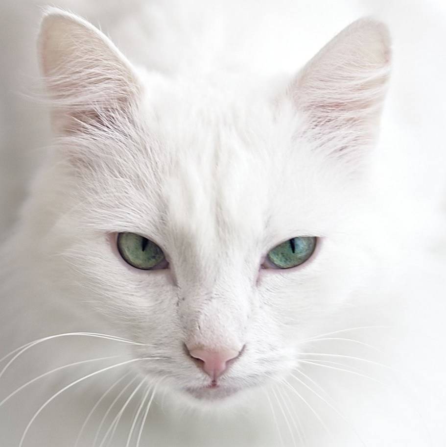 Иконка канала котик