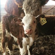 Иконка канала КФХ Герефорд