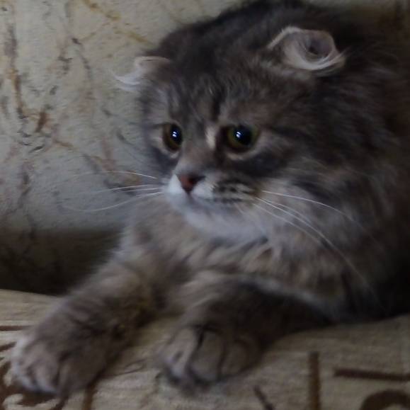 Аватар автора