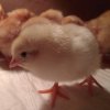 Иконка канала Куриная Академия
