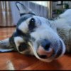 Иконка канала Soloveu