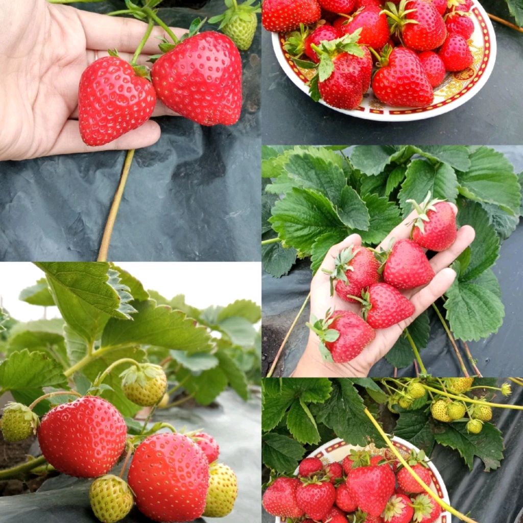 Иконка канала Клубничное лукошко