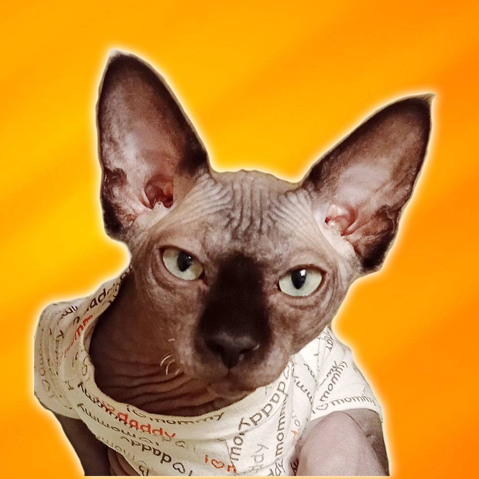 Аватар автора