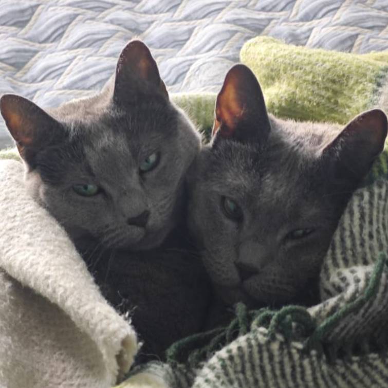 Аватар автора